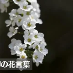 ユキヤナギ(雪柳)の花言葉は怖い?意味や由来、種類、英語名などをご紹介!