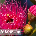 ユーカリの花言葉は怖い?意味や由来、種類、英語名などをご紹介!