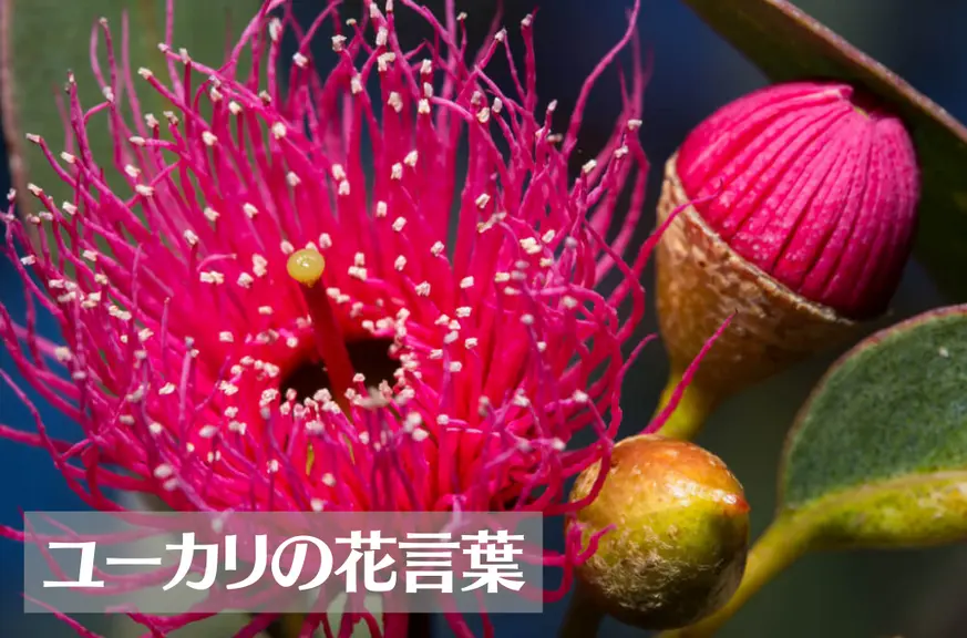 ユーカリの花言葉は怖い？意味や由来、種類、英語名などをご紹介！