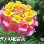 ランタナ(七変化)の花言葉は怖い？意味や由来、種類、英語名の花言葉もご紹介！