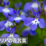 ロベリアの花言葉は怖い？意味や由来、色(青・白)・品種別・英語名の花言葉もご紹介！
