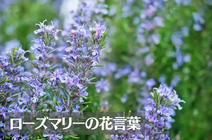 ローズマリーの花言葉は怖い？意味や由来、種類、英語名の花言葉もご紹介！