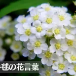 コデマリ(小手毬)の花言葉は怖い？意味や由来、種類、英語名などをご紹介！