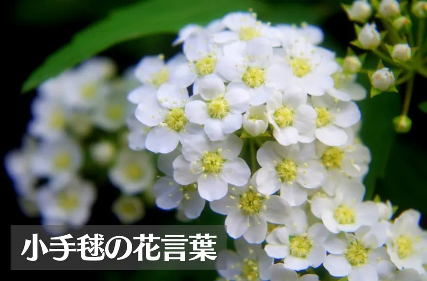 コデマリ(小手毬)の花言葉は怖い？意味や由来、種類、英語名などをご紹介！