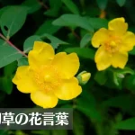 弟切草(オトギリソウ)の花言葉は怖い?意味や由来、種類、英語名の花言葉もご紹介!