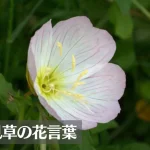 月見草(ツキミソウ)の花言葉は怖い?意味や由来、種類、英語名の花言葉もご紹介!