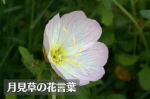 月見草(ツキミソウ)の花言葉は怖い？意味や由来、種類、英語名の花言葉もご紹介！