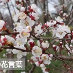 杏(アンズ)の花言葉は怖い？意味や由来、種類、英語名の花言葉もご紹介！