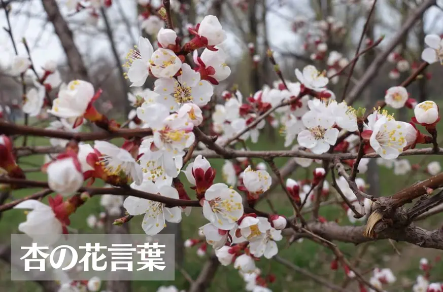 杏(アンズ)の花言葉は怖い？意味や由来、種類、英語名の花言葉もご紹介！