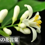 レモンの花言葉は怖い?意味や由来、種類、英語名の花言葉もご紹介!
