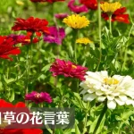 ジニア(百日草)の花言葉は怖い？意味や由来、種類、英語名の花言葉もご紹介！