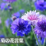 ヤグルマギク(矢車菊)の花言葉は怖い？意味や由来、種類、英語名の花言葉もご紹介！