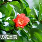 ザクロ(石榴)の花言葉は怖い？意味や由来、種類、英語名の花言葉もご紹介！