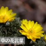 福寿草(フクジュソウ)の花言葉は怖い？意味や由来、種類、英語名の花言葉もご紹介！