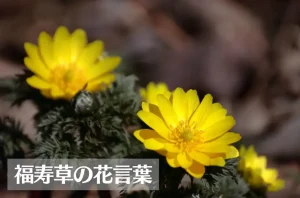 福寿草(フクジュソウ)の花言葉は怖い?意味や由来、種類、英語名の花言葉もご紹介!