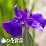 花菖蒲(ハナショウブ)の花言葉は怖い？意味や由来、色別(白)、英語名の花言葉もご紹介！
