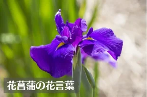 花菖蒲(ハナショウブ)の花言葉は怖い？意味や由来、色別(白)、英語名の花言葉もご紹介！