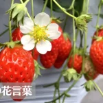 苺(イチゴ)の花言葉は怖い？意味や由来、種類、英語名の花言葉もご紹介！