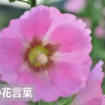 葵(タチアオイ)の花言葉は怖い？意味や由来、種類、英語名の花言葉もご紹介！