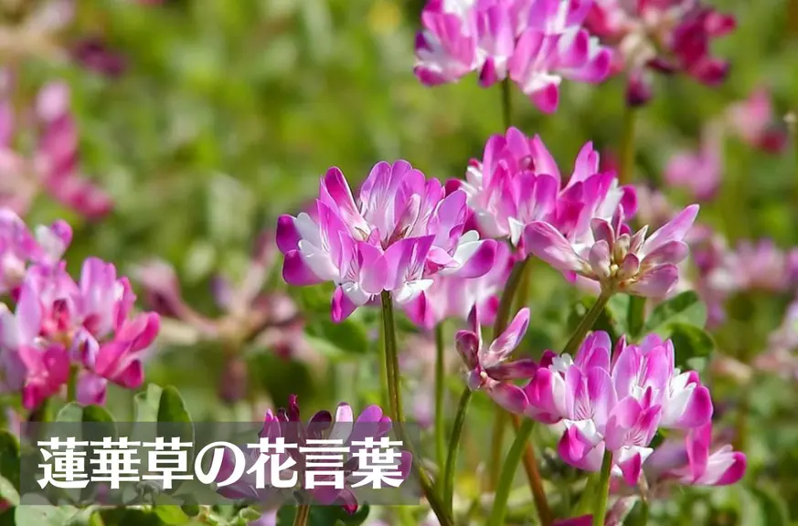 蓮華草(レンゲソウ)の花言葉は怖い？意味や由来、種類、英語名の花言葉もご紹介！