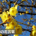 蝋梅(ロウバイ)の花言葉は怖い？意味や由来、種類、英語名などをご紹介！