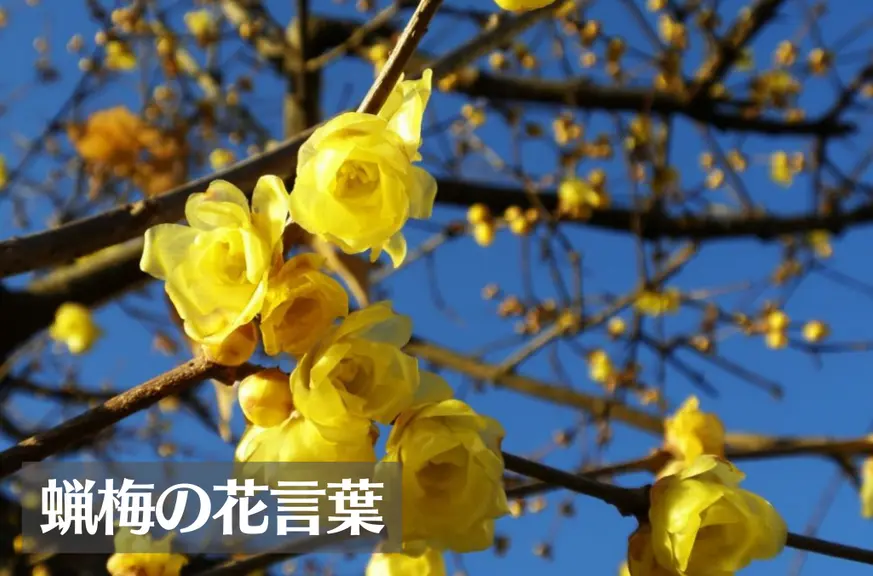 蝋梅(ロウバイ)の花言葉は怖い？意味や由来、種類、英語名などをご紹介！