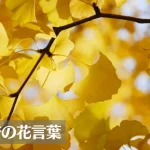 銀杏(イチョウ)の花言葉は怖い？意味や由来、種類、英語名などをご紹介！