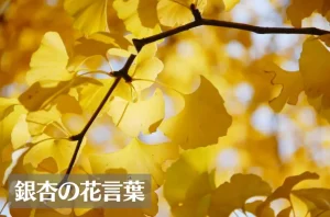 銀杏(イチョウ)の花言葉は怖い？意味や由来、種類、英語名などをご紹介！