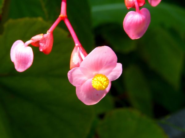 シュウカイドウ