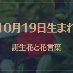 10月19日の誕生花と花言葉がコレ！性格や恋愛・仕事などの誕生日占いもご紹介！