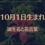 10月1日の誕生花と花言葉がコレ！性格や恋愛・仕事などの誕生日占いもご紹介！