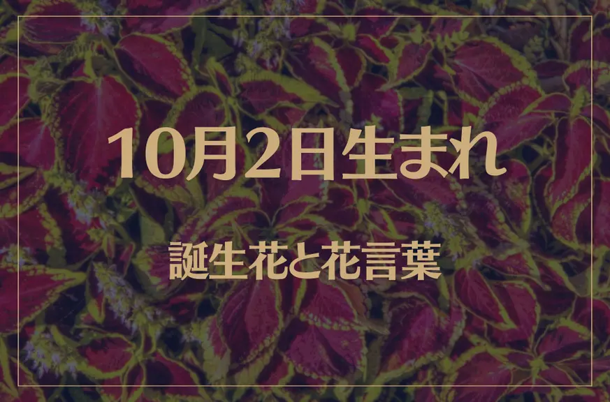 10月2日の誕生花と花言葉がコレ！性格や恋愛・仕事などの誕生日占いもご紹介！