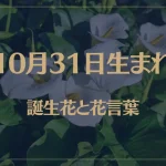 10月31日の誕生花と花言葉がコレ！性格や恋愛・仕事などの誕生日占いもご紹介！