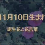 11月10日の誕生花と花言葉がコレ！性格や恋愛・仕事などの誕生日占いもご紹介！