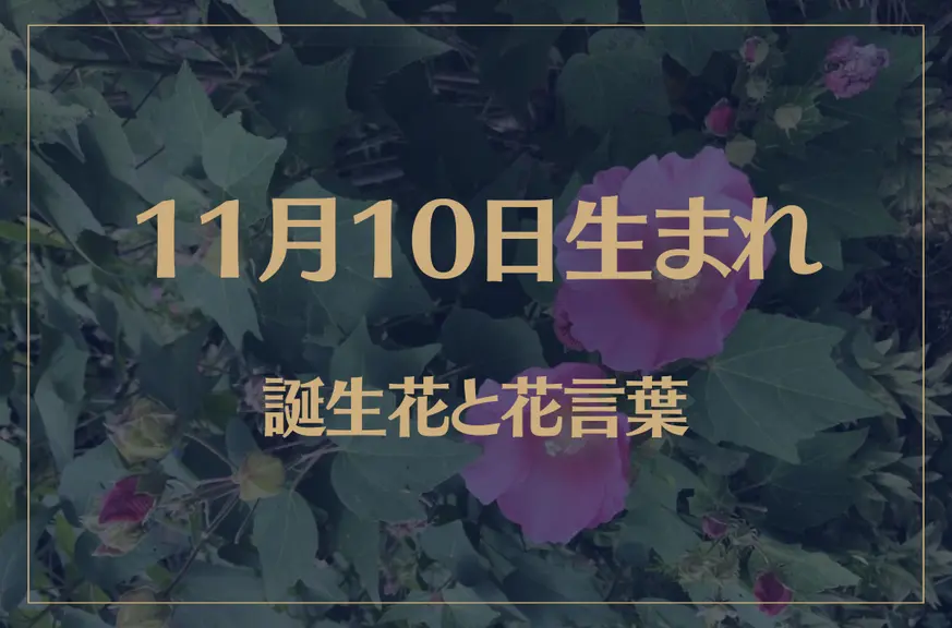 11月10日の誕生花と花言葉がコレ！性格や恋愛・仕事などの誕生日占いもご紹介！