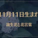 11月11日の誕生花と花言葉がコレ！性格や恋愛・仕事などの誕生日占いもご紹介！