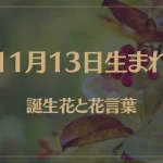 11月13日の誕生花と花言葉がコレ！性格や恋愛・仕事などの誕生日占いもご紹介！
