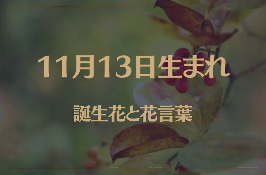 11月13日の誕生花と花言葉がコレ！性格や恋愛・仕事などの誕生日占いもご紹介！