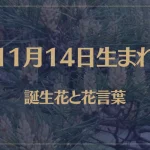 11月14日の誕生花と花言葉がコレ！性格や恋愛・仕事などの誕生日占いもご紹介！