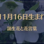 11月16日の誕生花と花言葉がコレ！性格や恋愛・仕事などの誕生日占いもご紹介！