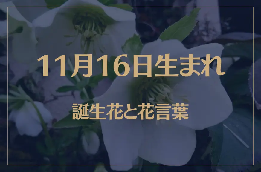 11月16日の誕生花と花言葉がコレ！性格や恋愛・仕事などの誕生日占いもご紹介！