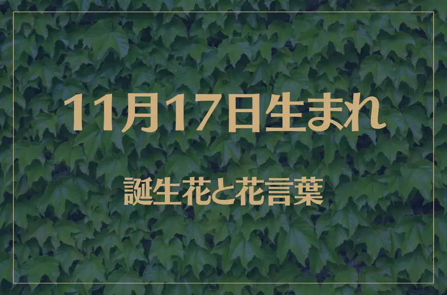 11月17日の誕生花と花言葉がコレ！性格や恋愛・仕事などの誕生日占いもご紹介！