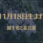 11月18日の誕生花と花言葉がコレ！性格や恋愛・仕事などの誕生日占いもご紹介！