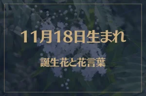 11月18日の誕生花と花言葉がコレ!性格や恋愛・仕事などの誕生日占いもご紹介!