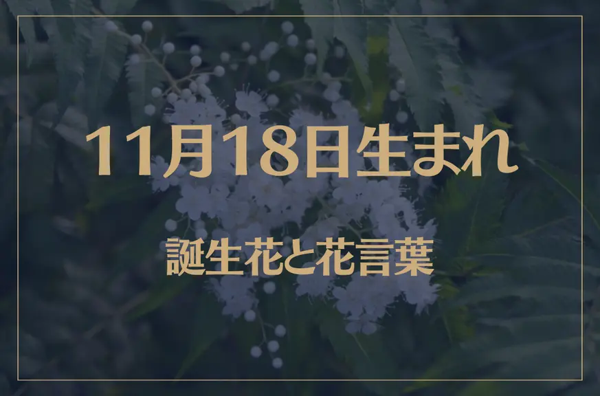 11月18日の誕生花と花言葉がコレ！性格や恋愛・仕事などの誕生日占いもご紹介！