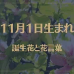 11月1日の誕生花と花言葉がコレ！性格や恋愛・仕事などの誕生日占いもご紹介！