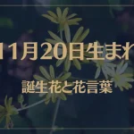 11月20日の誕生花と花言葉がコレ！性格や恋愛・仕事などの誕生日占いもご紹介！