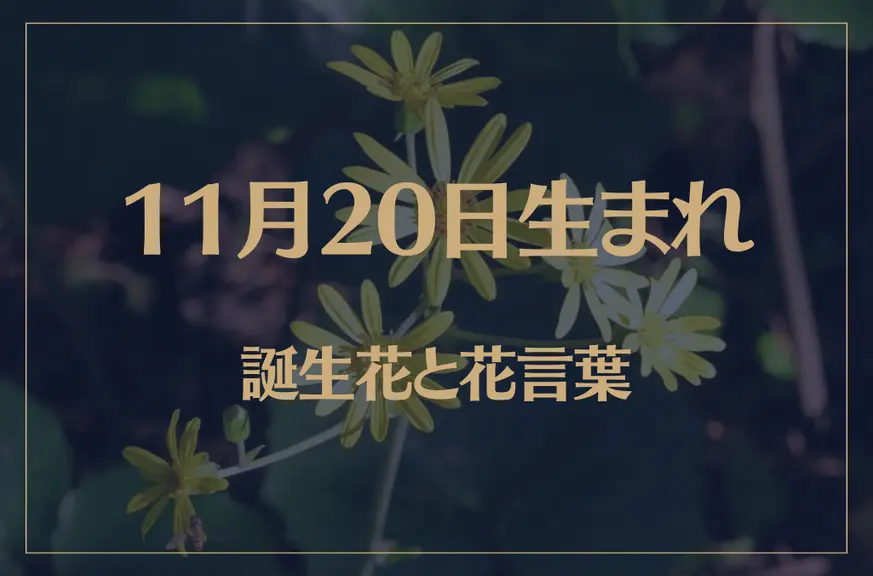 11月20日の誕生花と花言葉がコレ！性格や恋愛・仕事などの誕生日占いもご紹介！