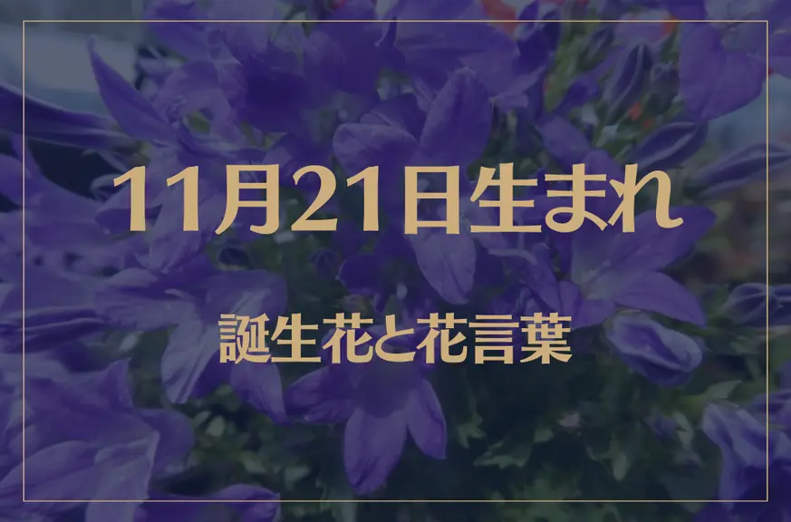 11月21日の誕生花と花言葉がコレ！性格や恋愛・仕事などの誕生日占いもご紹介！