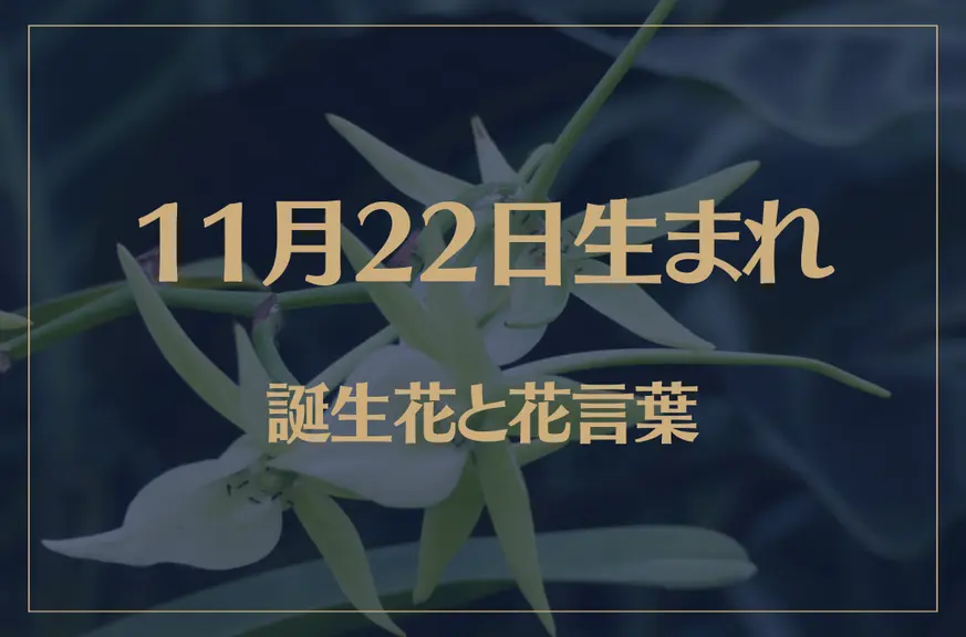 11月22日の誕生花と花言葉がコレ！性格や恋愛・仕事などの誕生日占いもご紹介！